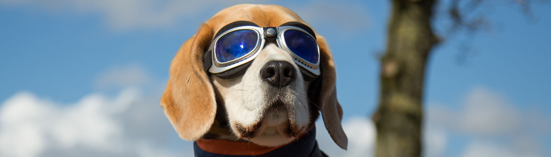 Beagle dog wearing blue flying glasses or goggles, sitting in a bicycle basket on a sunny day
