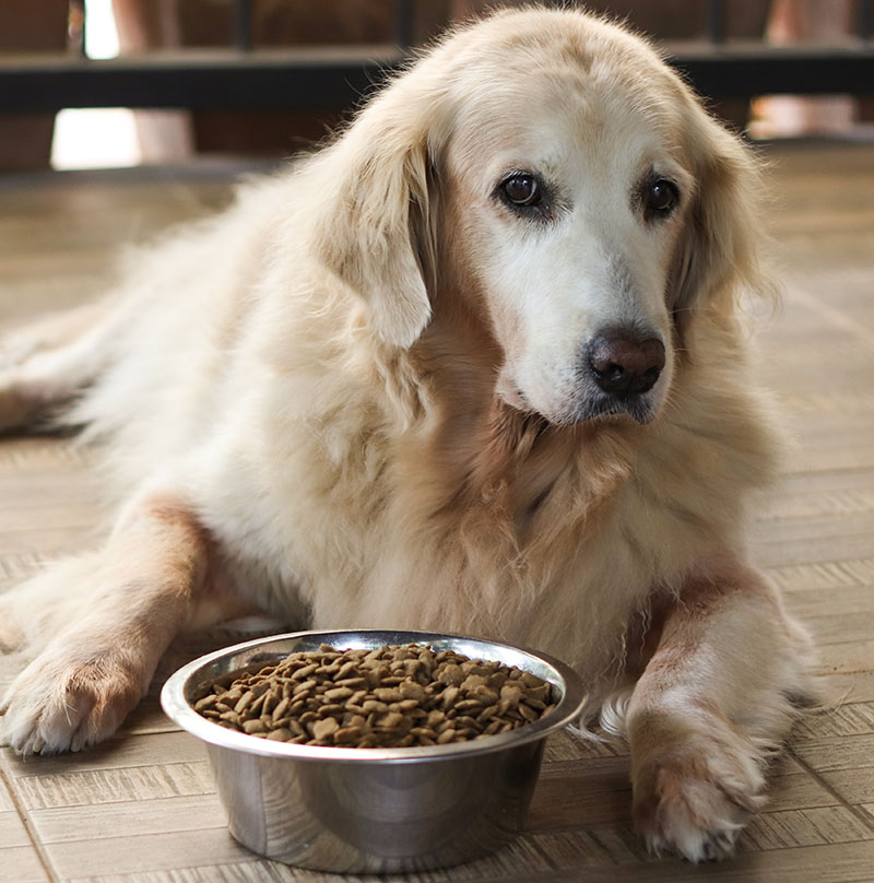 Sad golden retriever dog get bored of food.Golden retriever dog laying down by the bowl of dog food , looking at the camera.
