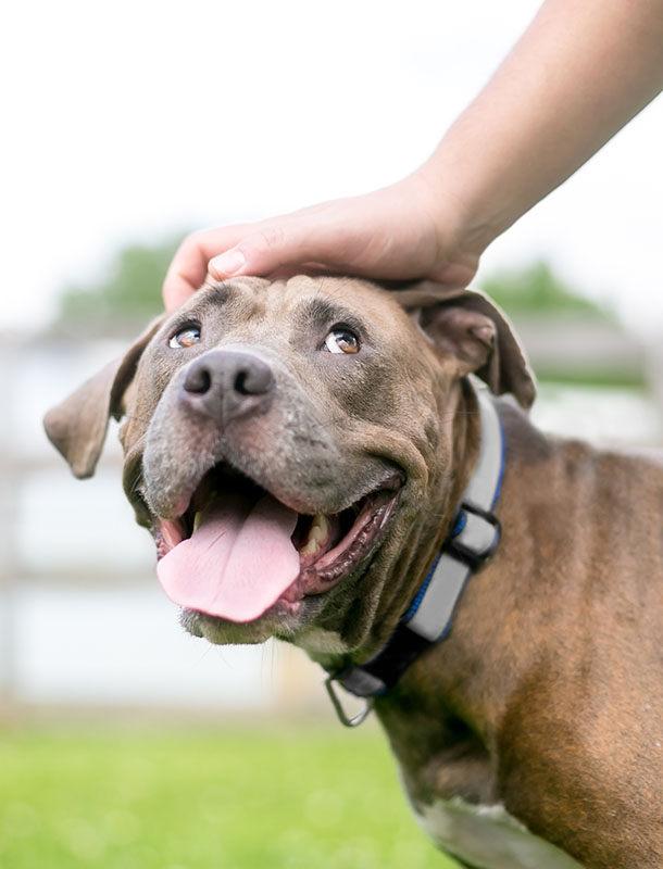 A happy Pit Bull Terrier mixed breed dog looking up as its owner pets it