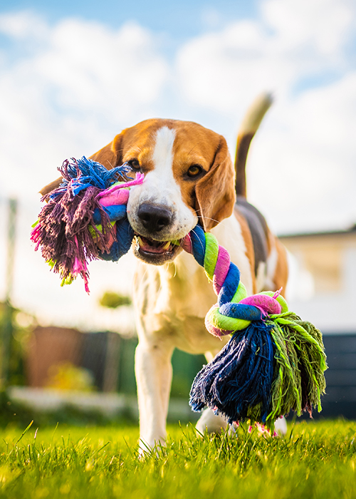 Beagle dog fun in garden outdoors run and jump with rope towards camera