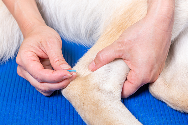 hands with acupuncture needle in detail during a treatment of a dog