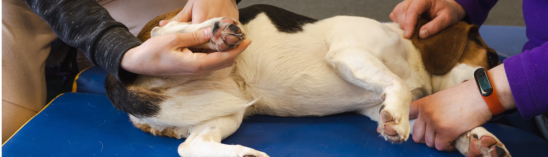 pet physical therapist make massage for beagle dogs. Physiotherapy in veterinary clinic